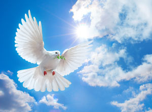 1 26 7 dove-of-peace 1