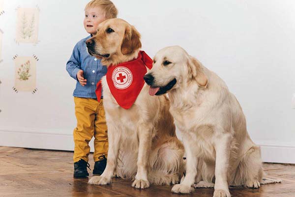 У Луцьку собаки-«терапевти» даруватимуть радість особливим людям. луцьк, канистерапия, лікування, особливими потребами, проект