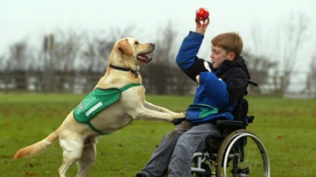ЛКП «Лев» виховуватиме собак-терапевтів для реабілітації людей з інвалідністю. лкп лев, львів, канистерапия, собака-терапевт, інвалідність