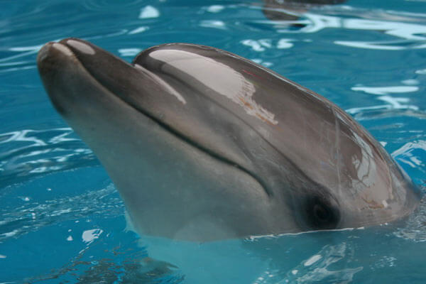   1 25 delfiny 5