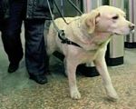 Як адаптувати метро під потреби незрячих з собаками-поводирями?. вади зору, метро, незрячий, собака-поводир, інвалід, dog, animal, floor, indoor, carnivore, standing. A dog standing in a room