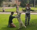 У Львові для дітей з інвалідністю проводять терапію із собаками. львів, канистерапия, лікування, собака, інвалідність