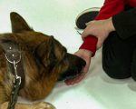 У Кропивницькому в реабілітації дітей з інвалідністю допомагають собаки-терапевти (ФОТО, ВІДЕО). кропивницький, заняття, канистерапия, собака, інвалідність