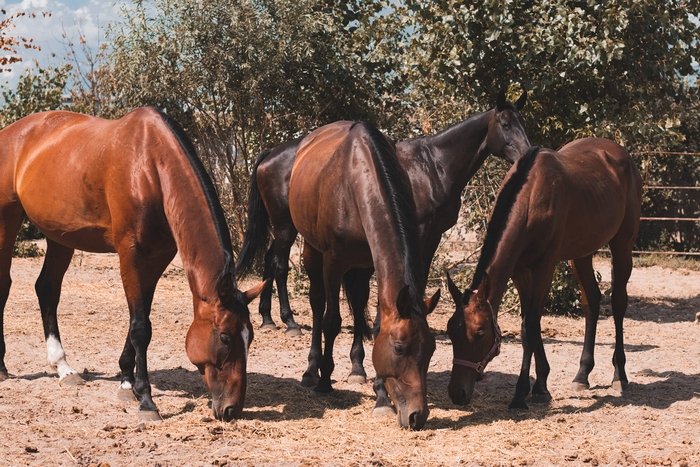 Харківські коні лікують дітей з інвалідністю на Чернігівщині (ФОТО). інвалідність, іпотерапія, заняття, коні, чернігівщина