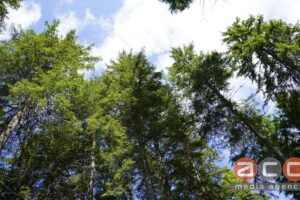 Світлина. Підкорили Говерлу на протезах – військові з Буковини піднялись на найвищу гору України. Реабілітація, протез, військовий, відновлення, Говерла, Мандротерапія