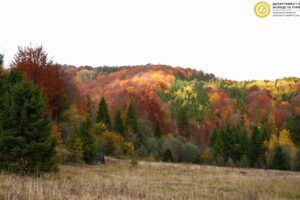 Світлина. Ветерани на протезах піднялися на найвищу вершину Львівщини — гору Пікуй. Реабілітація, протез, ветеран, сходження, гора Пікуй, проєкт Терапія мандрами